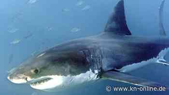 Haiattacke in Australien: Wie der tragische Tod eines Mannes zur voyeuristischen Sensation wurde