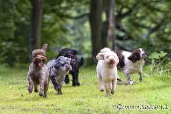 Bacoli, mezzo milione di euro per «un canile innovativo e senza gabbie» - kodami.it