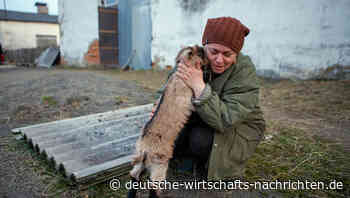 Ein Land zerstört sich selbst: Die Probleme des Herrn Selenskyj