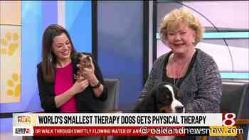 "Pet Pals TV": World's smallest therapy dog gets physical therapy - Oakland News Now