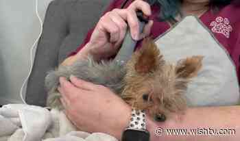 World's smallest therapy dog gets physical therapy - WISHTV.com