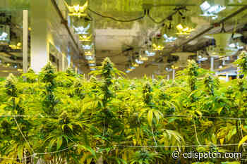 Large developments, high paying jobs expected to come with medical marijuana - The Commercial Dispatch