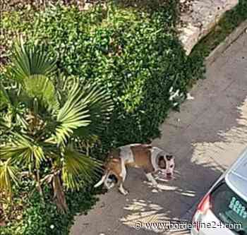 Bari, aggredisce bambina e ciclista: catturato Pitbull al San Paolo - Borderline24.com