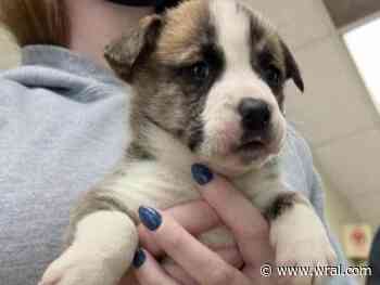 Puppy returned to Durham animal shelter day after she was stolen - WRAL News