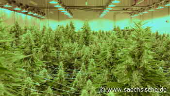 Dresden: Cannabis-Anbau im Hochsicherheitstrakt - Sächsische.de