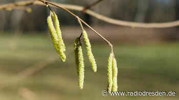 Klimawandel: Pflanzen blühen etwa drei Wochen früher - Radio Dresden