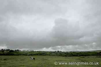 Dangerous dog on the loose in Cornwall - Ealing Times