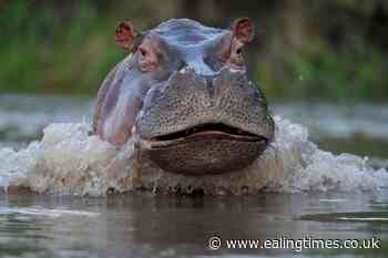 Colombian government to declare hippos an invasive species - Ealing Times