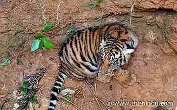 Rescued tiger cub released back into forest - The Hindu