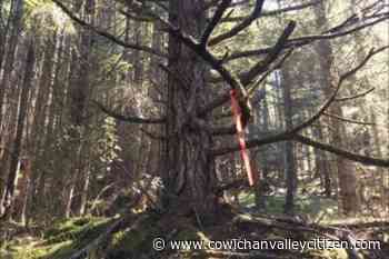 Environmental concerns in North Cowichan forest reserve a major issue: report – Cowichan Valley Citizen - Cowichan Valley Citizen