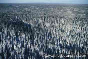 Opinion: The boreal forest is the lung of the world. Not protecting it will have consequences for us all - The Globe and Mail