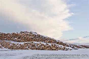 BC old-growth forest preservation plan off to a slow start for 2022 – Cranbrook Daily Townsman - Cranbrook Townsman