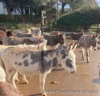 Giving donkeys a helping hand by Gemma Foord, Farringtons School