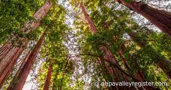 Master Gardeners of Napa County: What trees give back - Napa Valley Register