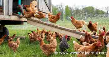 Feds Take Major Action After Dangerous Strain of Bird Flu Found in Backyard Flock