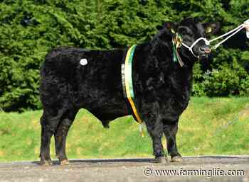 Woodvale bull tops Dungannon Aberdeen Angus trade at 4,200gns - Farming Life