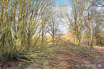 Im Wald lauern  aktuell große Gefahren