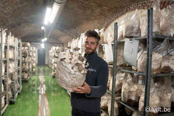 Stadslandbouw: Paddenstoelen uit hartje Brussel van oud brood - Vilt
