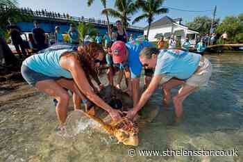 Rehabilitated sea turtle Sheldon released off Florida Keys - St Helens Star