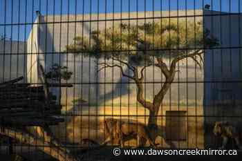 Russia extends troop drills; Ukraine appeals for cease-fire - Dawson Creek Mirror