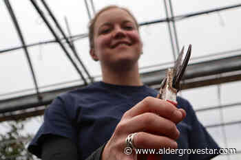 Langley nursery to raise funds by sharpening tools for green thumbs – Aldergrove Star - Aldergrove Star