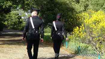 Sestu, va a cercare asparagi in campagna e trova quattro fucili - La Nuova Sardegna