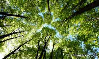 Rete telefonica e internet al Pianbosco, mozione in consiglio regionale - Prima Saronno