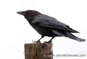 LETTER: Crow count shows how census can be wrong - Sarnia and Lambton County This Week