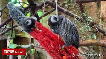 Storm Eunice: Marmosets escape enclosure amid high winds
