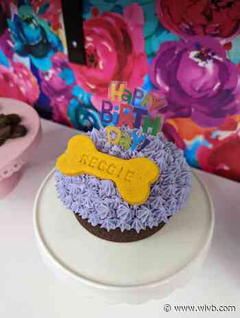 Birthday Cakes for dogs and more at Buffalo Barkery