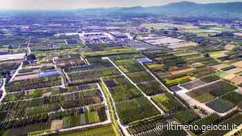 I vivaisti pistoiesi alla conquista di Prato per trovare nuovi terreni da coltivare - Il Tirreno