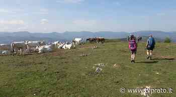 Riqualificazione della sentieristica e due nuovi tracciati in Calvana - tvprato.it