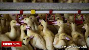 Ministers set to drop UK ban on foie gras and fur imports