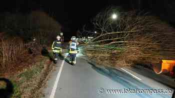 Baum stürzt auf Rettungswagen, vorsorglich gesperrte Straße in Marl wieder freigegeben - Marl - Lokalkompass.de