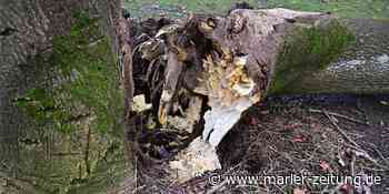 Sturm in Marl: Wind fegt Höhenmarkierung von Eisenbahnbrücke - Marler Zeitung