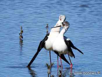 Padule di Fucecchio, il calendario di visite fino a giugno. Riapre l'Area Righetti - gonews