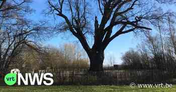 Dikke Eik in Lummen staat er nog: duizendjarige boom overleeft na brand en insectenplaag ook storm Eunice - VRT NWS