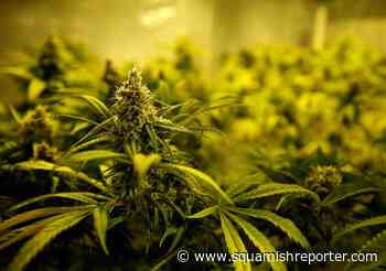 Whistler seeks community input on cannabis retail - The Squamish Reporter