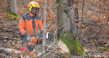 Geschädigte Bäume drohen auf Straßen in Walzbachtal zu fallen - BNN - Badische Neueste Nachrichten