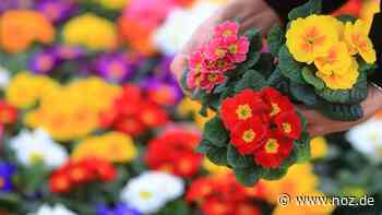 Termin ist der 13. März: Ende der Corona-Tristesse: Bad Essen plant Einkaufsfrühling - noz.de - Neue Osnabrücker Zeitung