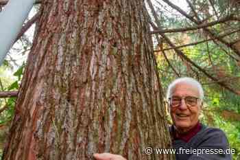 Plauen plant Großes: Mammutbäume in Aue - Freie Presse
