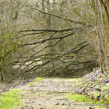 Stromausfälle und umgeknickte Bäume - Radio Bonn / Rhein-Sieg - radiobonn.de