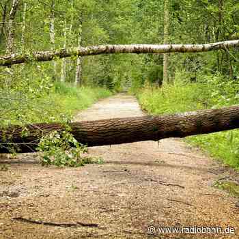 Sturmschäden nach "Zeynep" - Radio Bonn / Rhein-Sieg - radiobonn.de