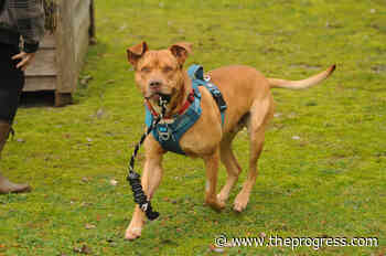 VIDEO: Find Me My Furever Home – Thor at the Chilliwack SPCA – Chilliwack Progress - Chilliwack Progress