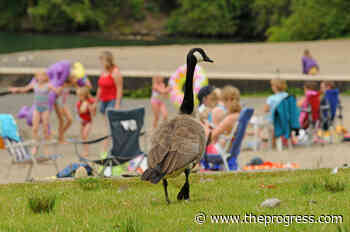 Managing the geese at Cultus Lake an ongoing challenge – Chilliwack Progress - Chilliwack Progress