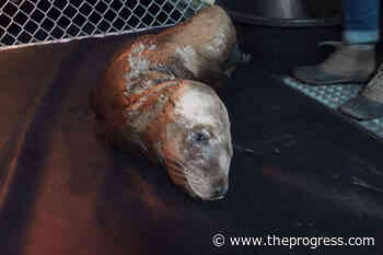 Sad ending for Sea Lionel Richie, rescued off Vancouver Island beach – Chilliwack Progress - Chilliwack Progress