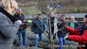 Video der Lehmer Razejunge: Wie Weinbergpfirsiche kunstvoll geschnitten werden - Rhein-Zeitung