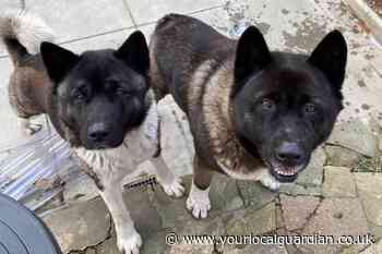 Dogs found in South Norwood as police appeal for owner