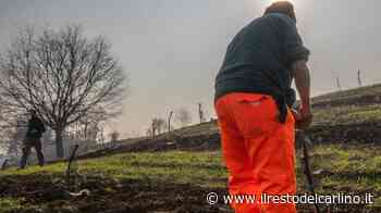 Maranello, messi a dimora 331 nuovi alberi - il Resto del Carlino