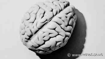 Gene-Edited Brain Organoids Are Unlocking the Secrets of Autism